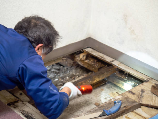 Best HVAC Mold Remediation in Strasburg, OH
