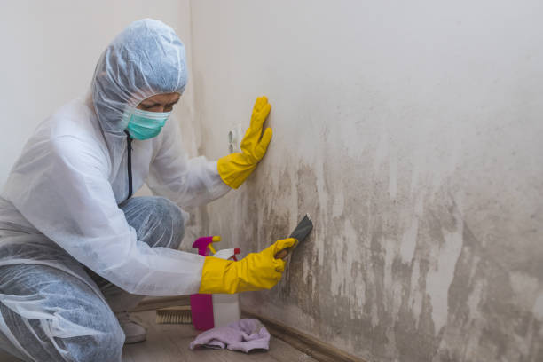 Professional Mold Remediation in Strasburg, OH