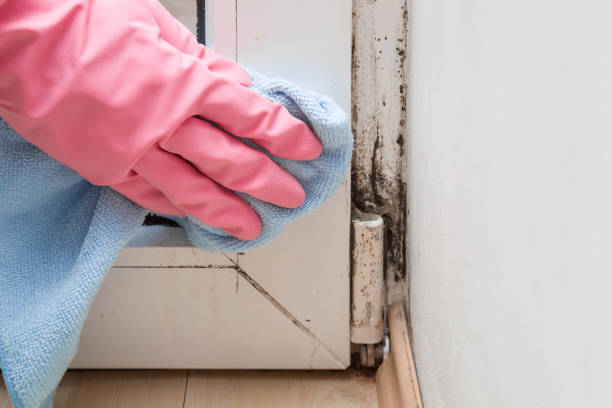 Best Black Mold Remediation in Strasburg, OH