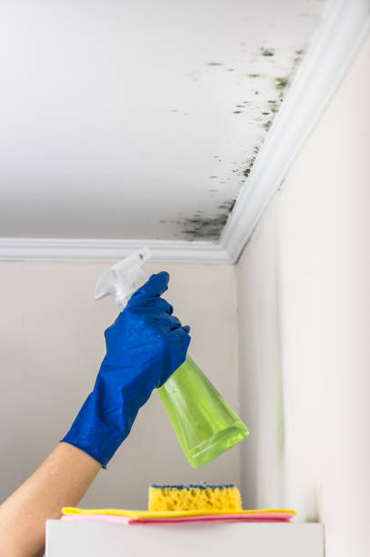 Best Residential Mold Remediation in Strasburg, OH