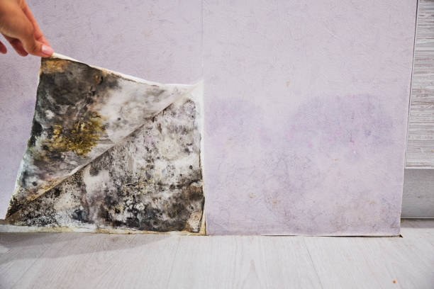 Best Kitchen Mold Remediation in Strasburg, OH